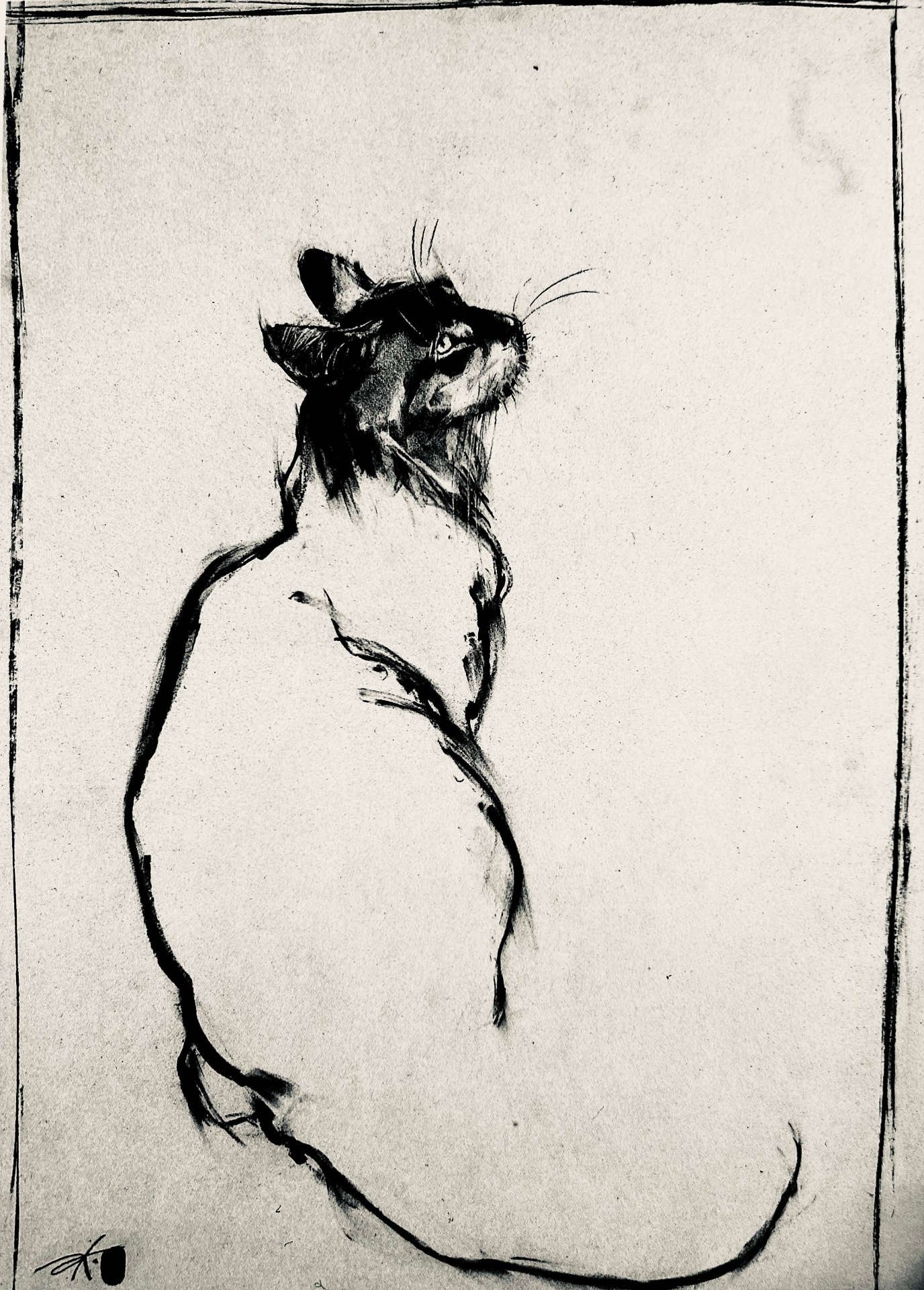 Chat assis — Tuschezeichnung von Sonja Knapp