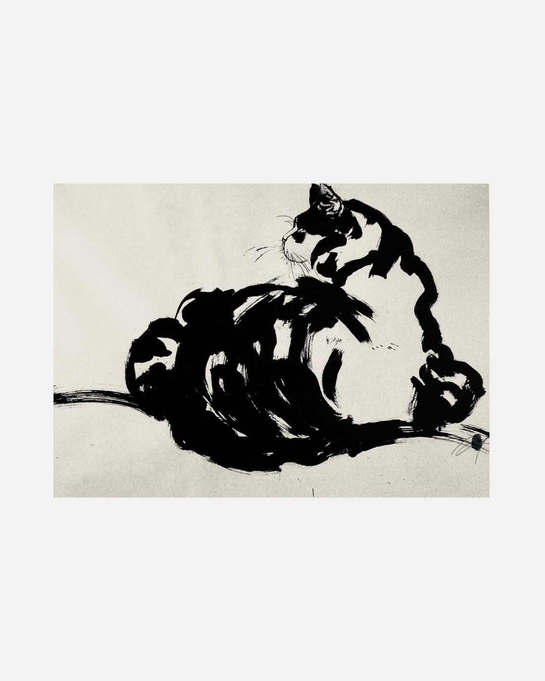 Chat au repos — Encre de Sonja Knapp