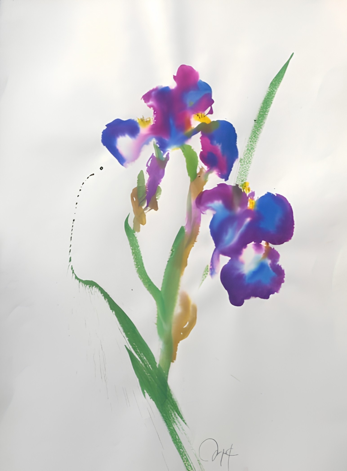 Iris — Sonja Knapp