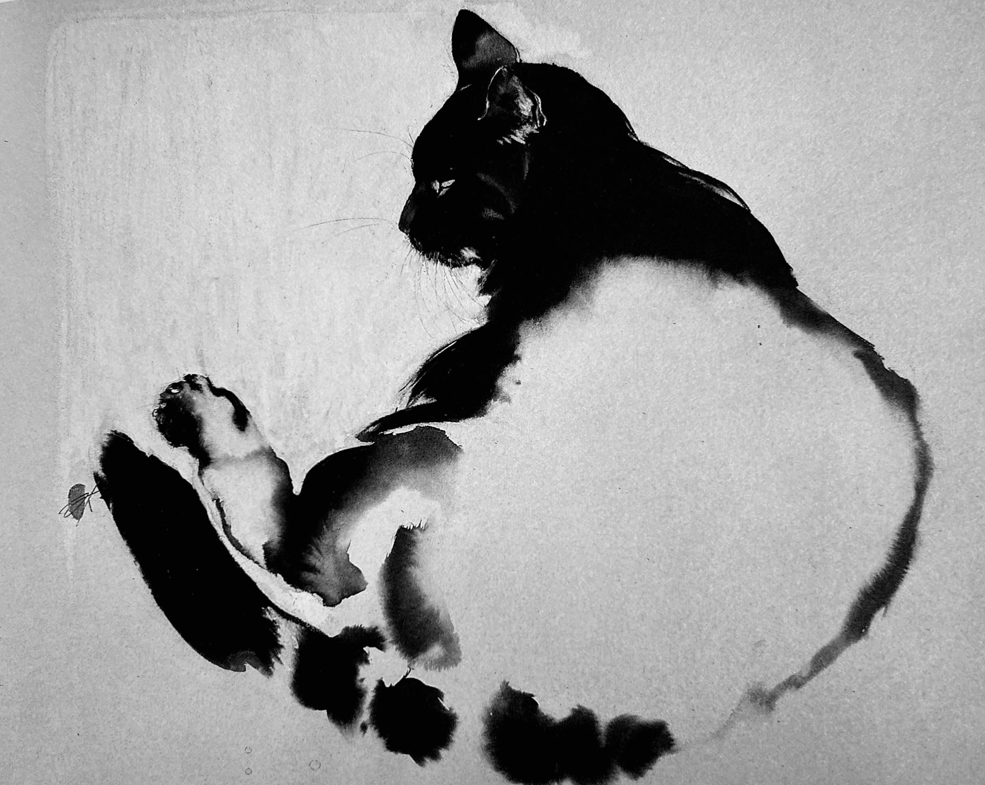 Chat au repos — Tuschezeichnung von Sonja Knapp